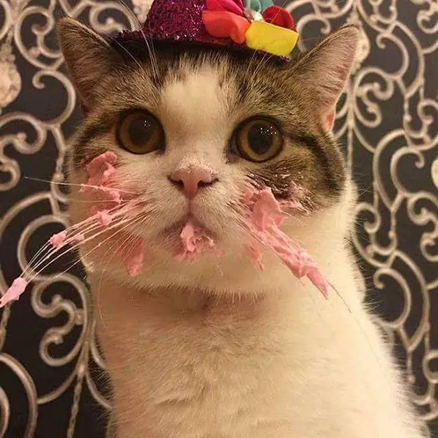 Чем кормить кошку при болезни почек: 6 лучших корма при хпн