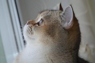 649cbc41737af53d25fde83e1e81b10f27132e4c-1