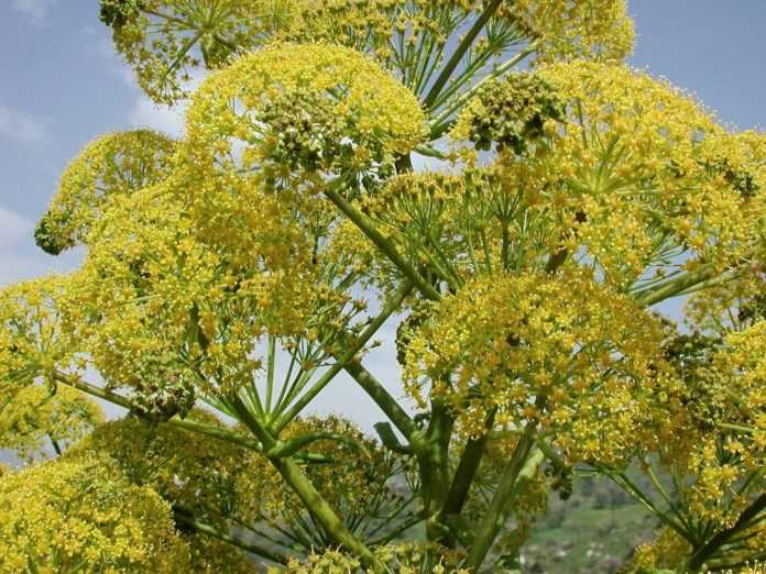 ferula-trava-1024x768.jpg