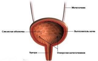 Мочевой пузырь