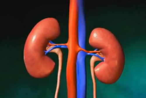 Пересадка почки: история развития направления в трансплантологии Почки